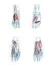 Muscles of foot