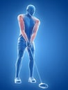 The muscles of a golf player Royalty Free Stock Photo