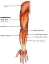 Muscles of the hand and arm