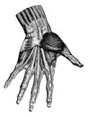 Muscles of the hand superficial layer, vintage engraving