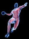 The muscles of a handball player