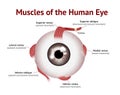 Muscles of Human eye, Eye muscle anatomy, Vector Illustration on white background