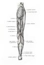 Muscles of the inferior limb drawing