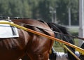 Muscles on the leg of a horse trotter breed. Harness horse racing in details. Royalty Free Stock Photo