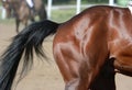 Muscles on the leg of a sports horse