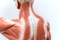 Muscles of neck and back model for physiology education