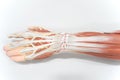 Muscles of the palm hand for anatomy education