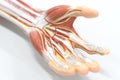 Muscles of the palm hand for anatomy education