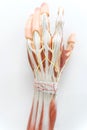 Muscles of the palm hand for anatomy education