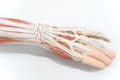 Muscles of the palm hand for anatomy education