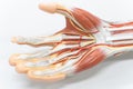 Muscles of the palm hand for anatomy education