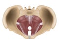 Muscles of the pelvic floor. Anatomy of the pelvic floor or pelvic diaphragm.