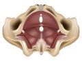 Muscles of the pelvic floor. Anatomy of the pelvic floor or pelvic diaphragm.