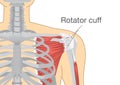 Muscles and tendons in shoulder is called Rotator Cuff. Royalty Free Stock Photo