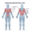 Muscles used in pull ups activity with anatomical body outline diagram