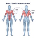 Muscles used in push ups sport activity with anatomical outline diagram