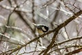 Muscovite, black tit.