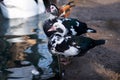 Muscovy or barbary duck. Black and white breed. Farm bird.