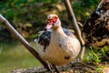 Muscovy or Barbary Duck