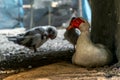 Muscovy or Barbary Duck