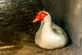 Muscovy or Barbary Duck