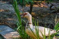 Muscovy or Barbary Duck