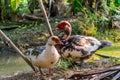 Muscovy or Barbary Duck