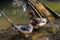 Muscovy or Barbary Duck