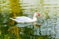 Muscovy or Barbary Duck