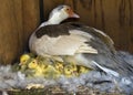 Muscovy (Cairina moschata)