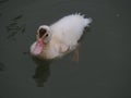 Muscovy or Creole Duckling Facing the Camera Swimming in Still Pond Royalty Free Stock Photo