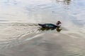 Muscovy drake floats on the surface of the water in the pond, close-up Royalty Free Stock Photo