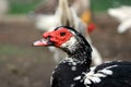 Muscovy duck