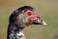 Muscovy duck