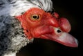 Muscovy Duck Royalty Free Stock Photo