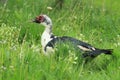 Muscovy duck