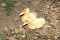 Muscovy duck baby. The musky duck.