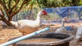 Muscovy duck or Barbary duck in in countryside farmyard