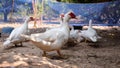 Muscovy duck or Barbary duck in in countryside farmyard