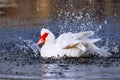 Muscovy duck bathing