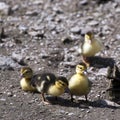 Muscovy duck brothers