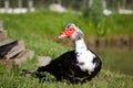 Muscovy Duck Cairina moschata