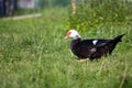 Muscovy Duck Cairina moschata