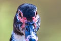 Muscovy duck Cairina moschata close up head frontal portrait. Royalty Free Stock Photo