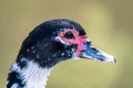 Muscovy duck Cairina moschata close up head side profile portrait