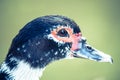 Muscovy duck Cairina moschata close up head side profile portrait. Royalty Free Stock Photo