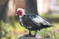 The Muscovy duck Cairina moschata. Close up portrait of a large duck, native to Mexico and Central and South America, standing o Royalty Free Stock Photo