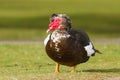 The Muscovy duck (Cairina moschata). Close up portrait of a large duck, native to Mexico and Central and South America Royalty Free Stock Photo