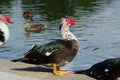 The Muscovy Duck