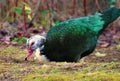 Muscovy Duck Cairina moschata Ducks